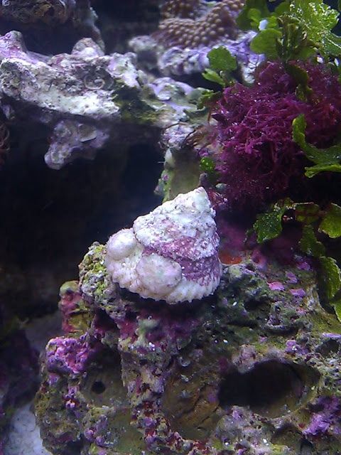 Astrea Snail