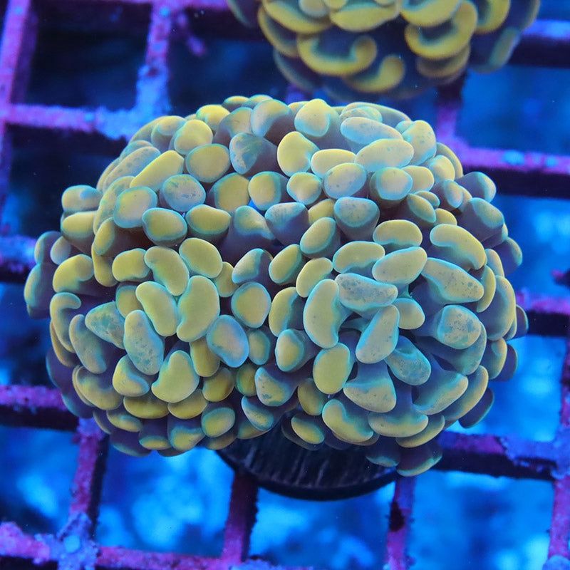 Golden Rainbow Branching Hammer
