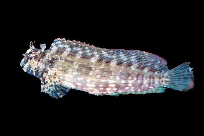 Lawnmower Blenny