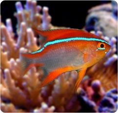 Red Honey Damsel
