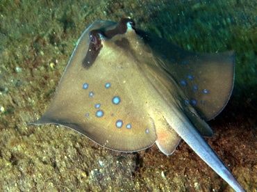 Blue Spot Stingray; Diamond