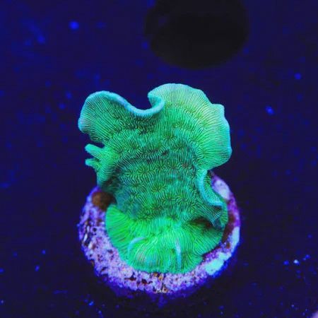 Mint Chip Pavona