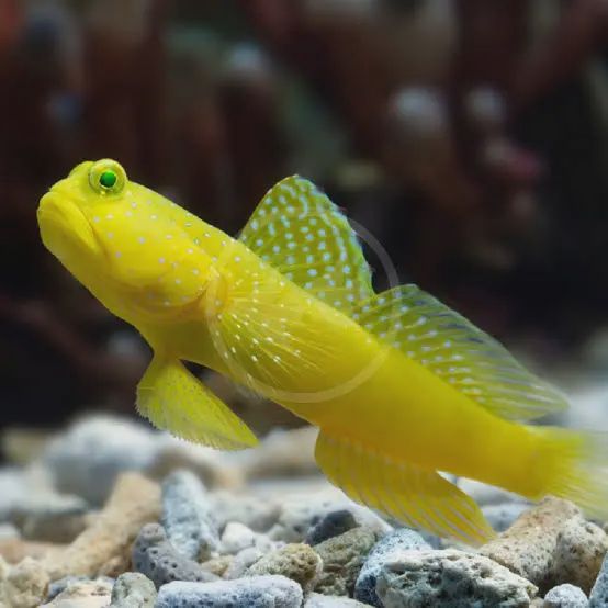Yellow Watchman Goby