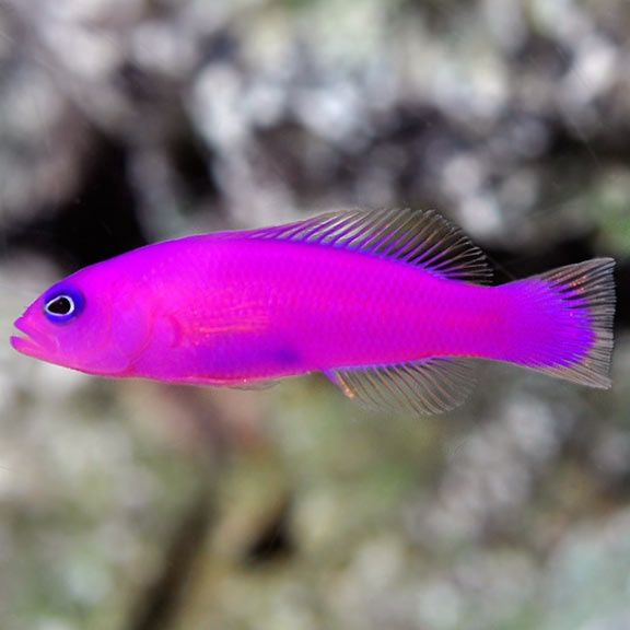 Purple Dottyback- Strawberry (Purple) Pseudo