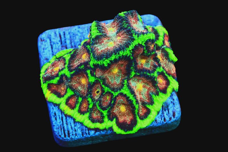 SDC Biohazard Favites