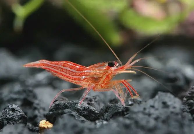 Peppermint Shrimp