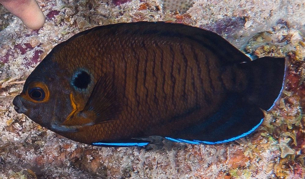Bluefin Angelfish