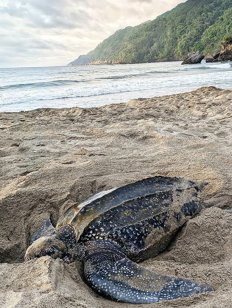 Leatherback Turtle