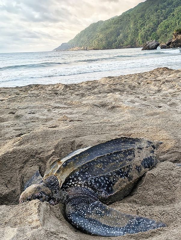 Leatherback Turtle