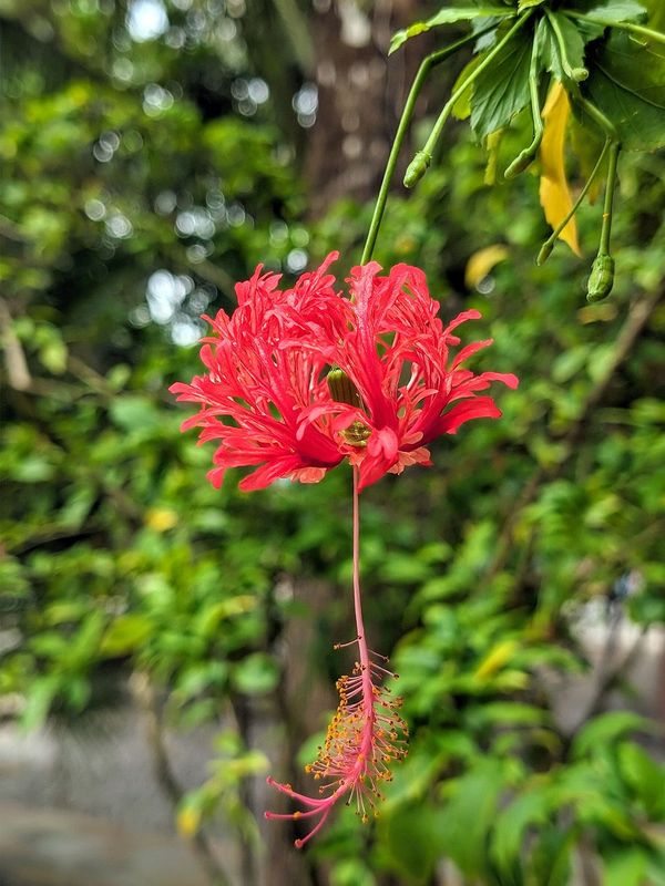 Spider Hibiscus