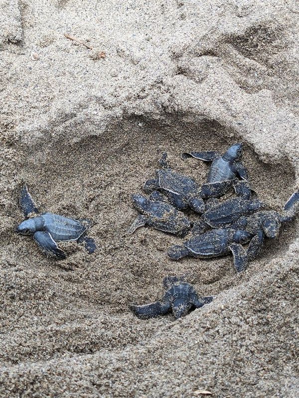 Baby Leatherback Turtles