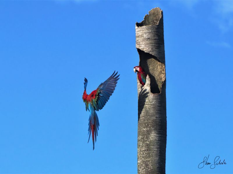 GREEN WING MACAWS