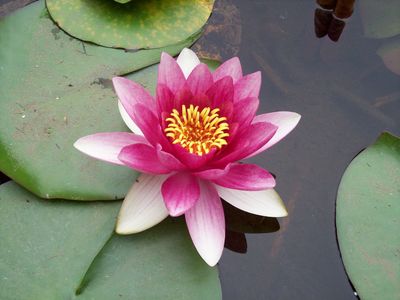 Meditasyonlar