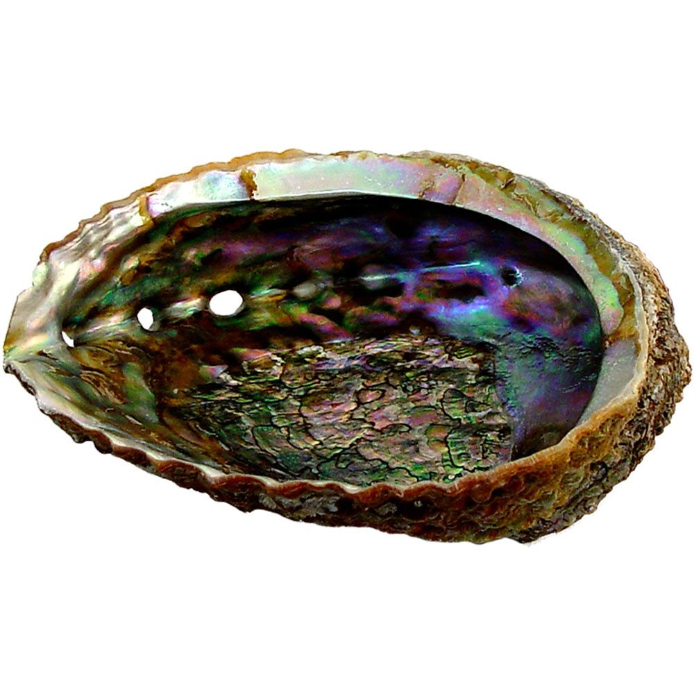 4&quot;-6.5&quot; Smudge Abalone Shell