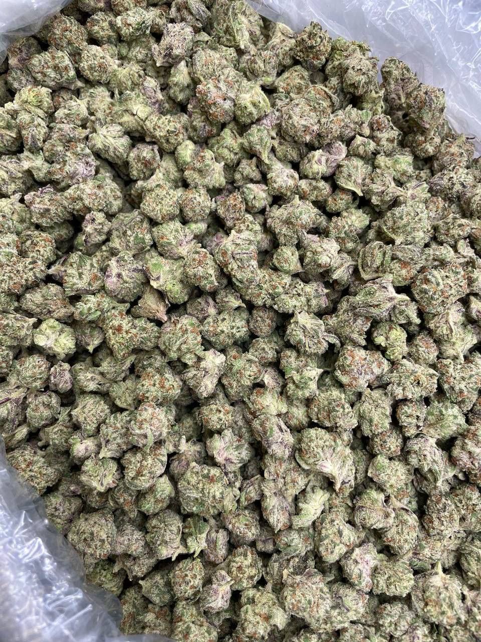 Oreo Stomper🍪 (Smalls)