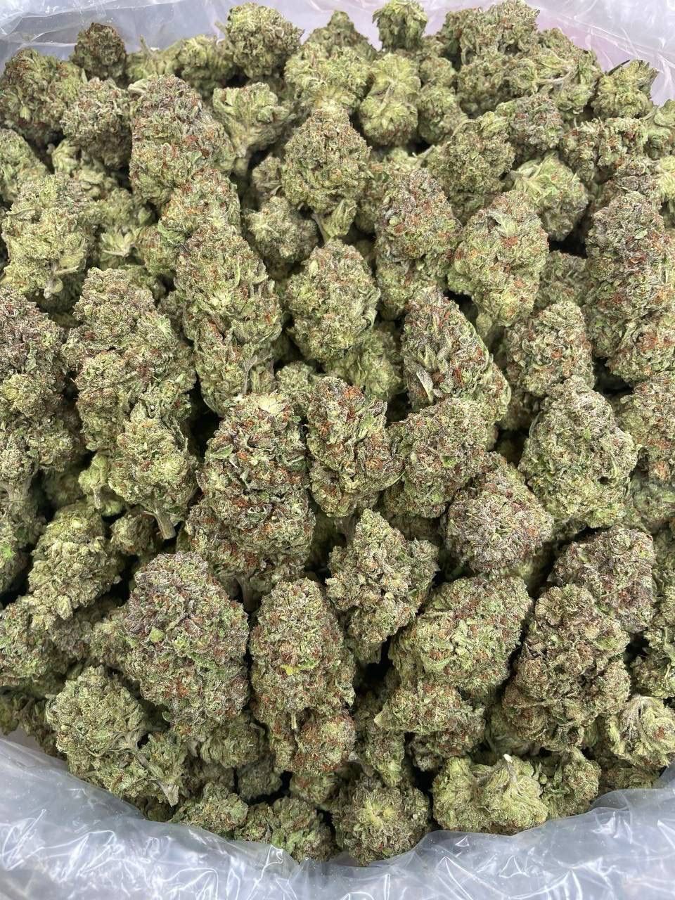G13
