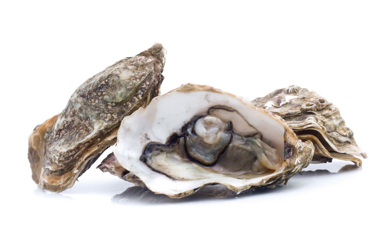 Oysters 01