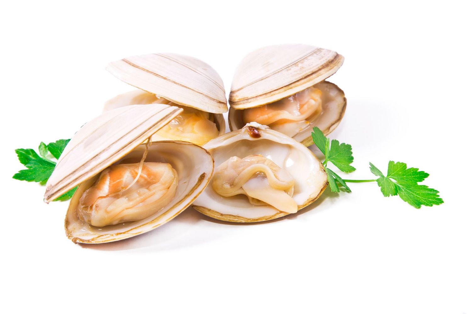 Clams 02
