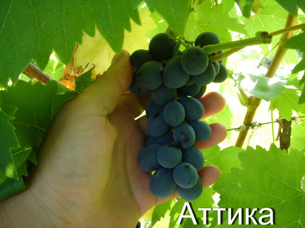 (Magnélküli) Attika