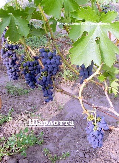 (Magnélküli) Sharlotte