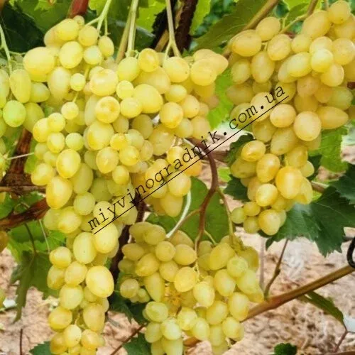 (Magnélküli) Parfüm