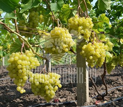 (Magnélküli) Cimus