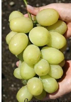 (Magnélküli) Land Cruiser