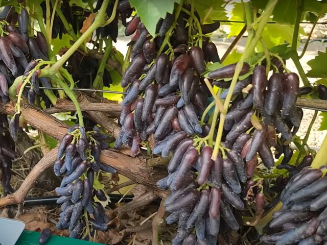 (Magnélküli) Haloween