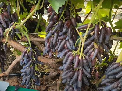 (Magnélküli) Haloween