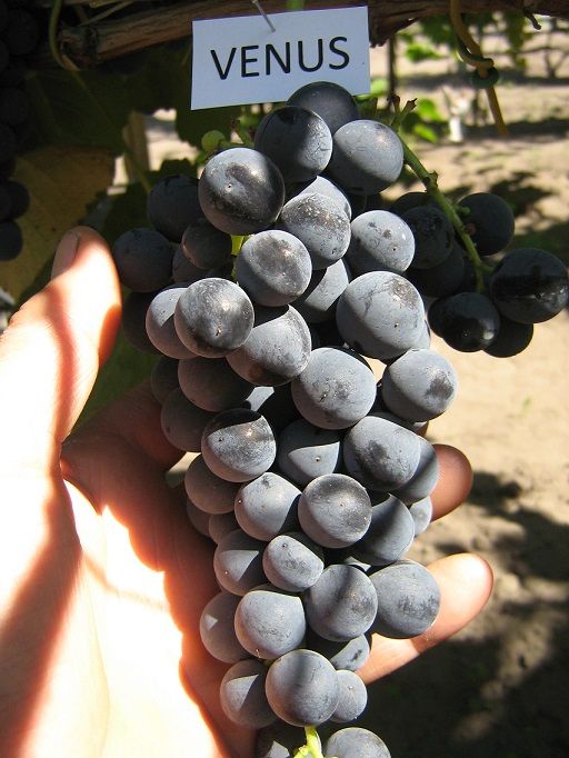 (Magnélküli) Vénusz