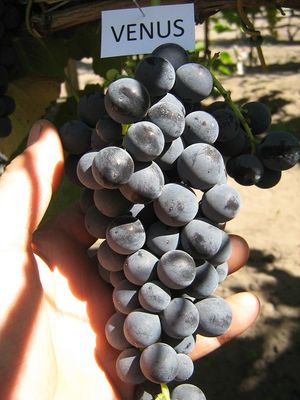 (Magnélküli) Vénusz