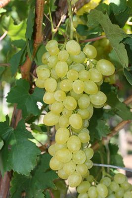 (Magnélküli) Sába Királynője