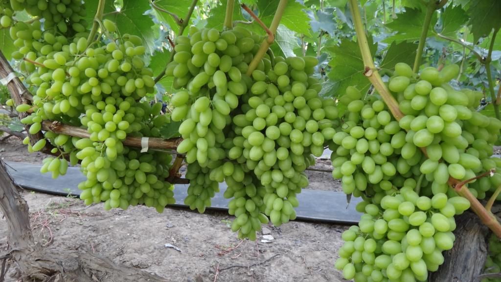 (Magnélküli) Stoletye