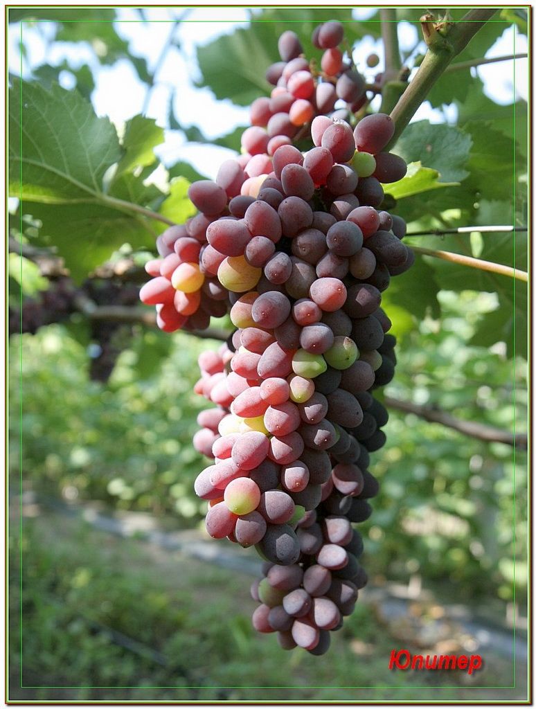 (Magnélküli) Jupiter USA