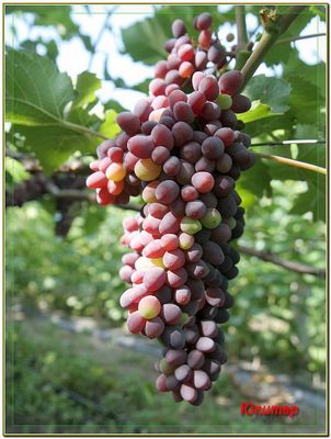 (Magnélküli) Jupiter USA