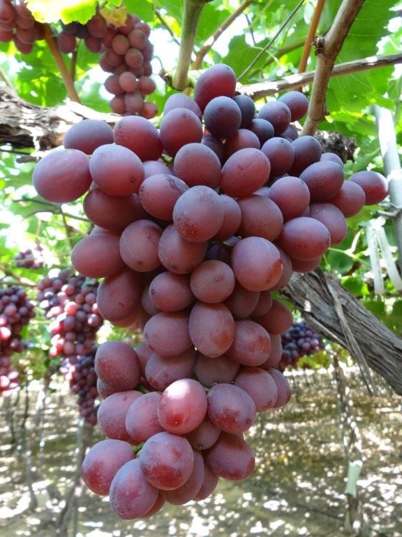 (Magnélküli) Timco