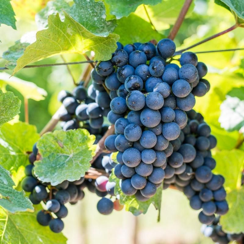 (Magnélküli) Autumn Seedless