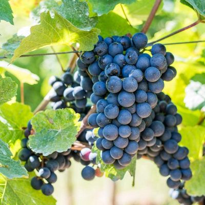 (Magnélküli) Autumn Seedless