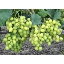 Galahad (Extra korai - Rezisztens)