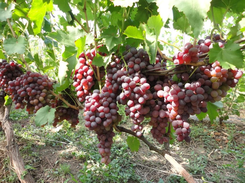 (Magnéllüli) Moldavszkij