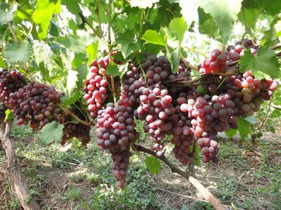 (Magnéllüli) Moldavszkij