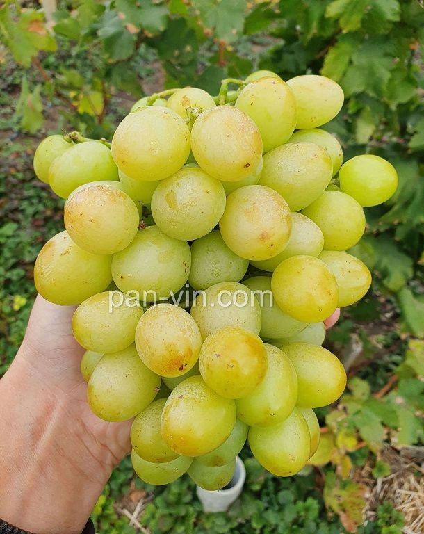 (Magnélküli) Titán