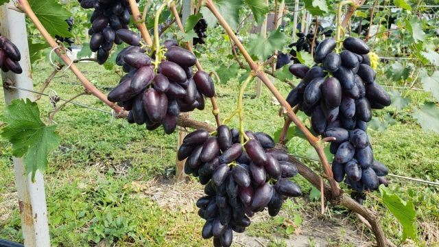 Dnyeproszkij Souvenir