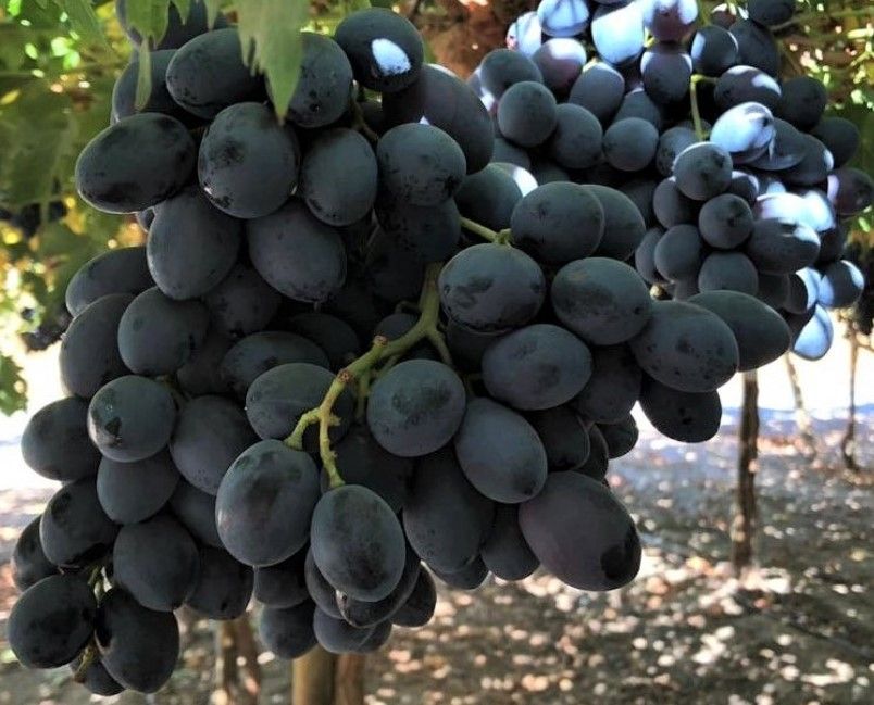 (Magnélküli) Mystic Dream