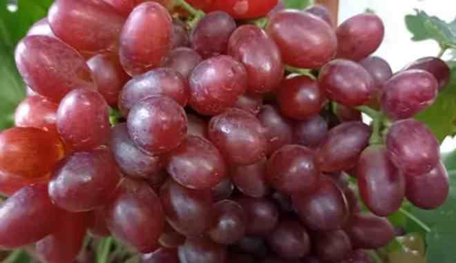 (Magnélküli) Nutracker / Diótörő