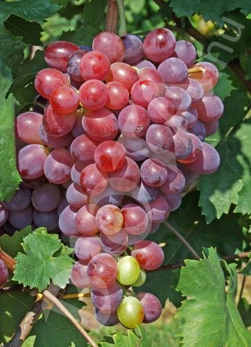 (Magnélküli) Sunred Seedless