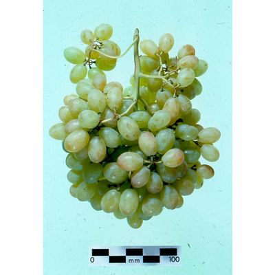 (Magnélküli) Emerald Seedless
