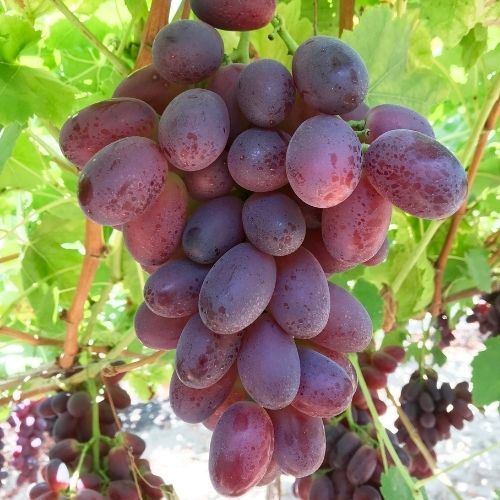 (Magnélküli) Jack Saljute