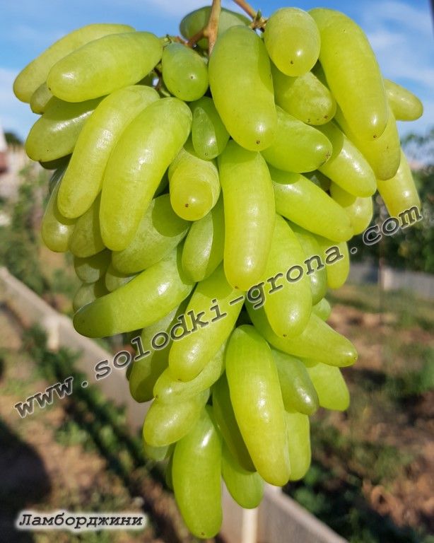 (Magnélküli) Lamborghini