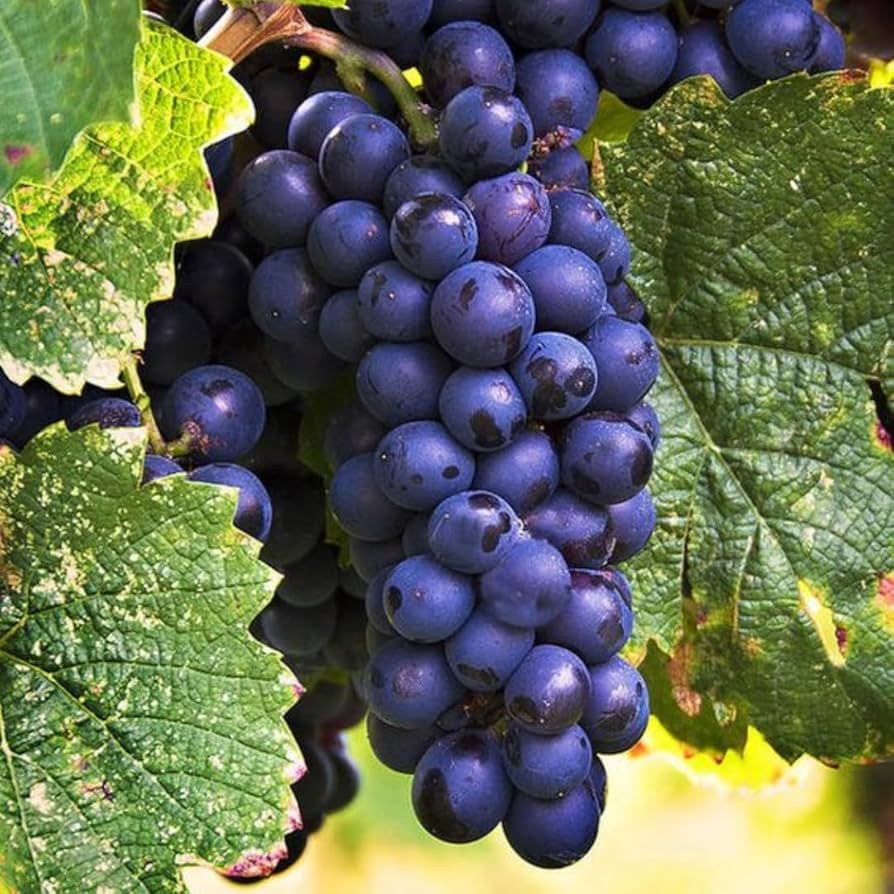 (Magnélküli) Beauty Seedless